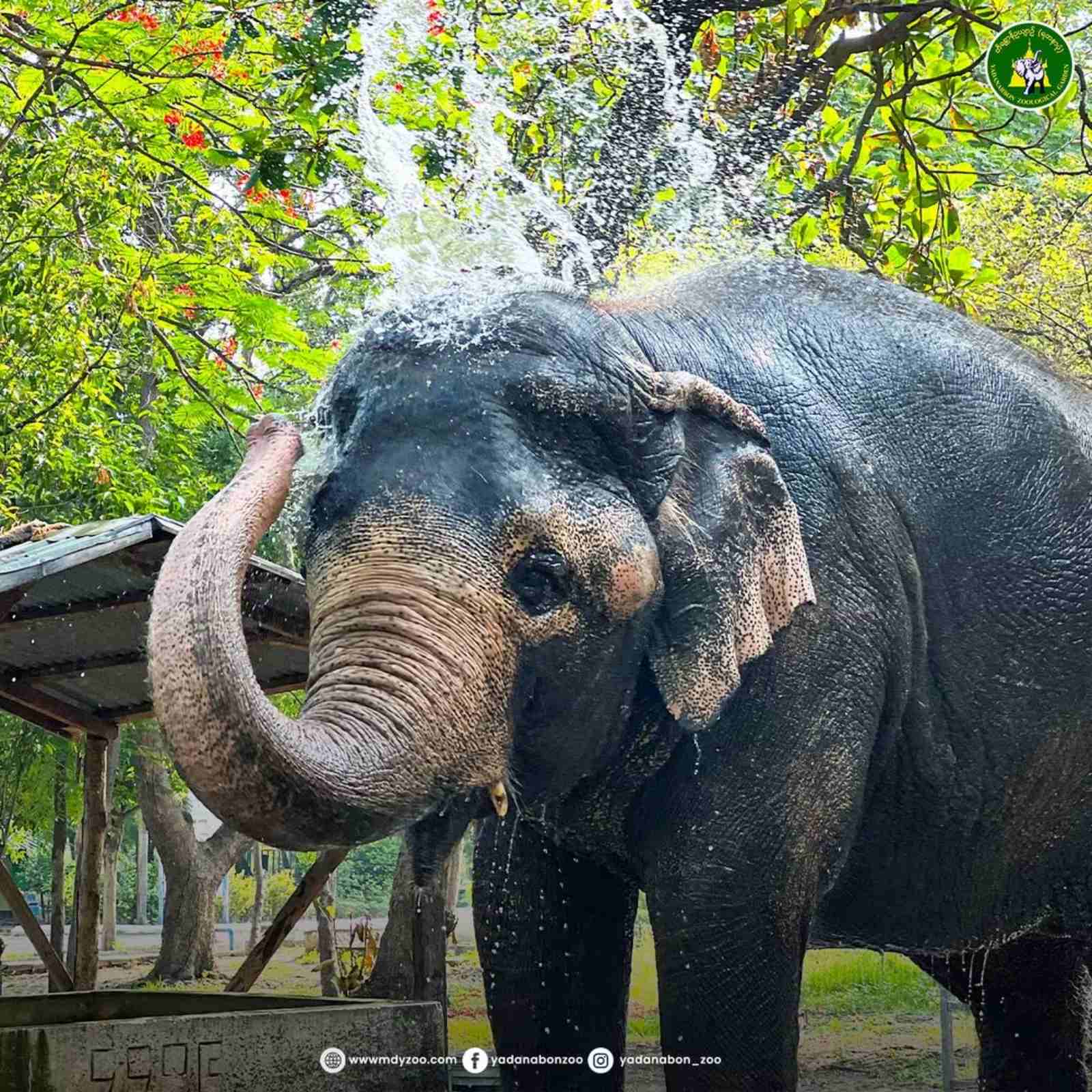 Asian Elephant