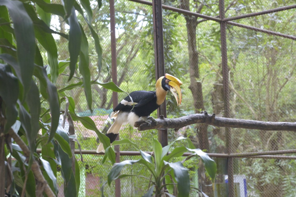 Great Hornbill