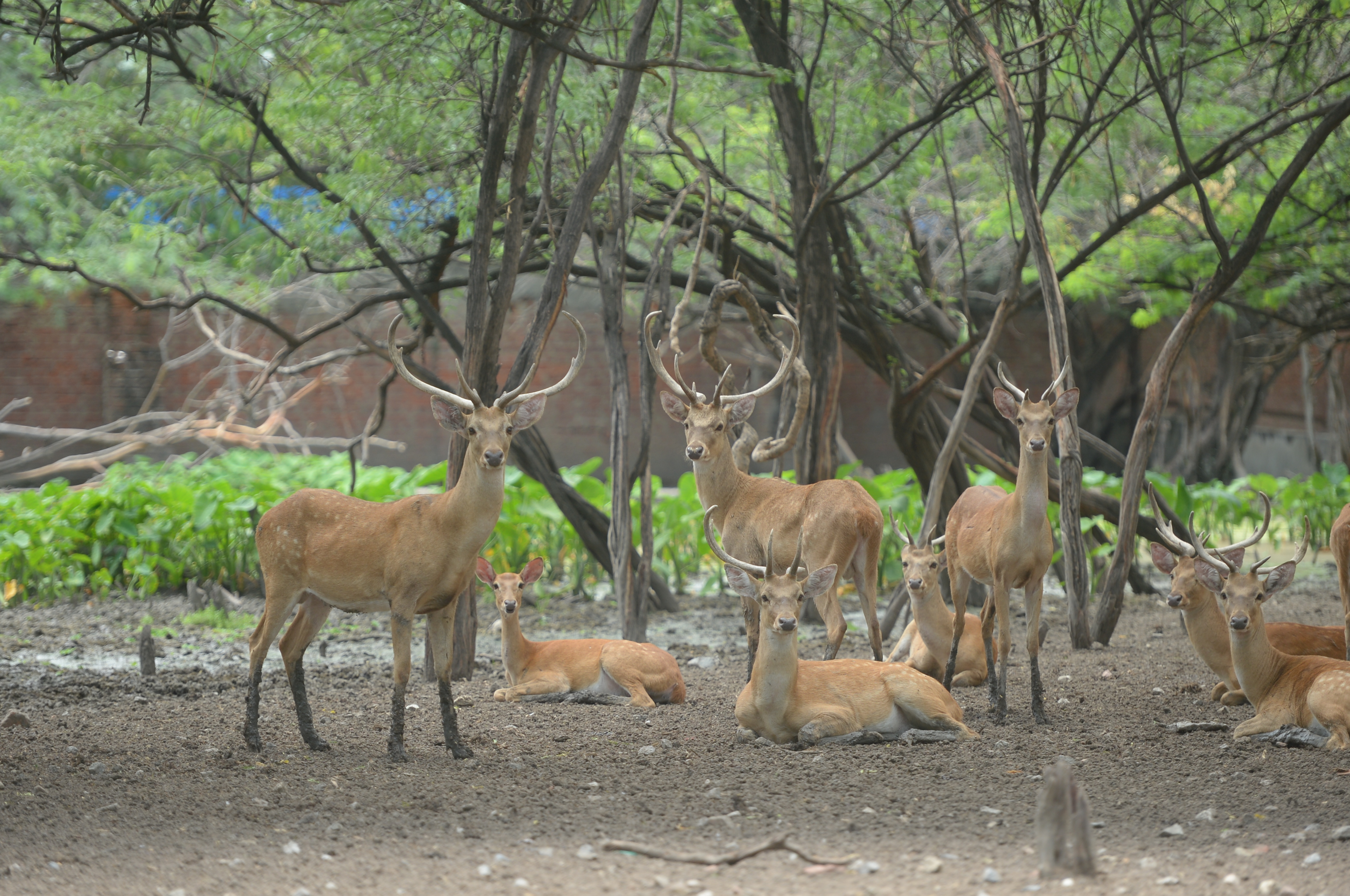 Eld's Deer