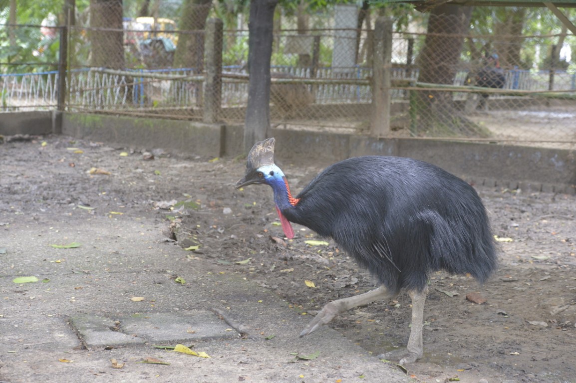 Southern cassowary